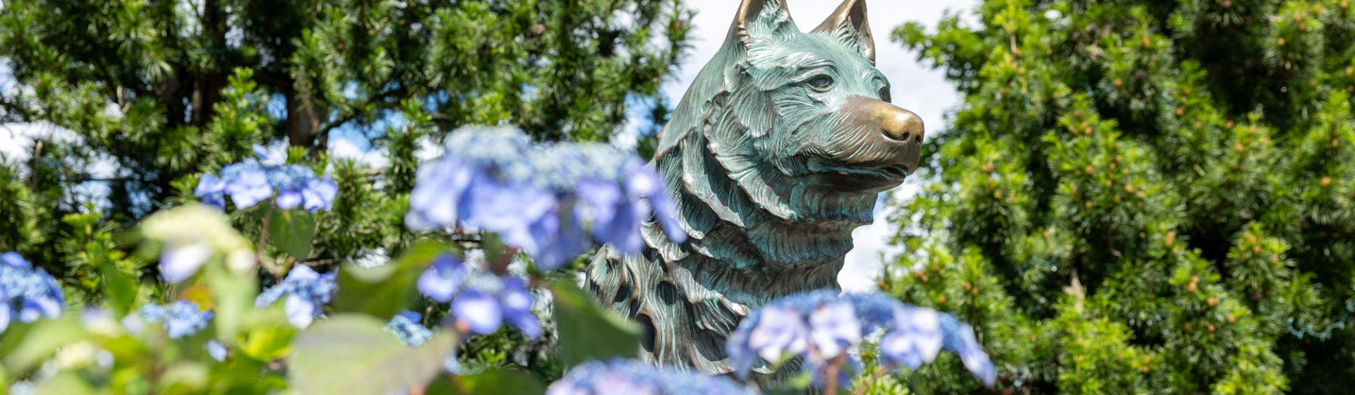 husky dog banner photo